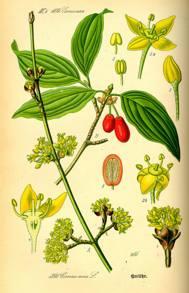 cornus mas